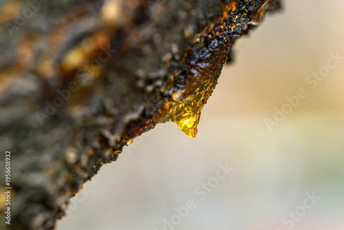 Foto Drop of amber-colored tree sap hangs from weathered bark