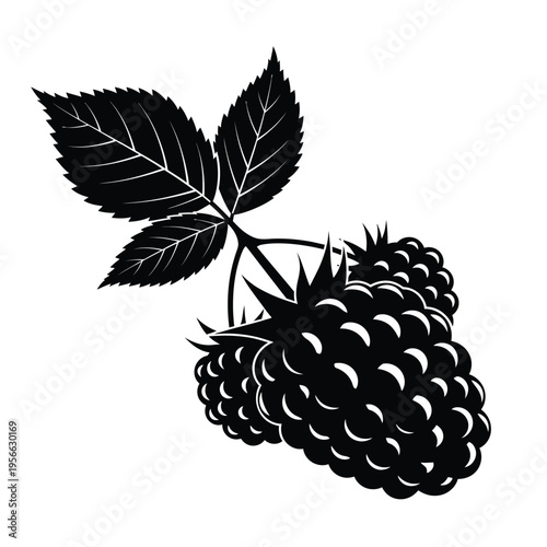 A black and white illustration of three raspberries with leaves on a white background.