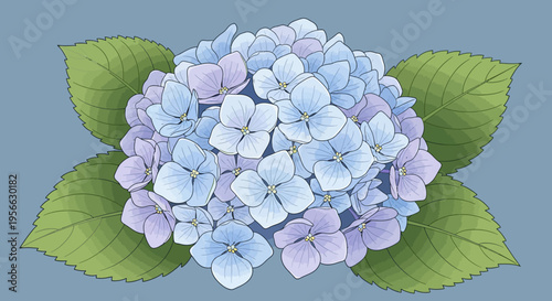 Elegant pastel hydrangea blossom with green foliage on gray background