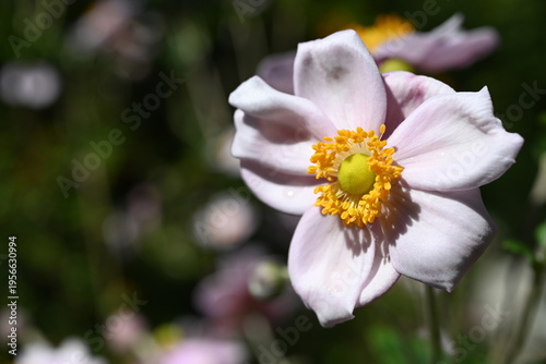 pink and yellow flower
