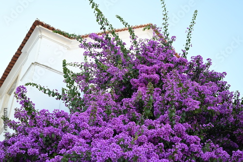 bougainvillaea on a house facade