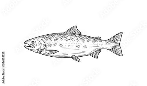 Vintage salmon fish engraving sketch vector illustration in hand drawn ink style isolated on white background