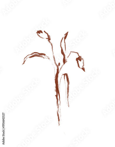 Minimal plant sketch organic botanical hand drawn PNG