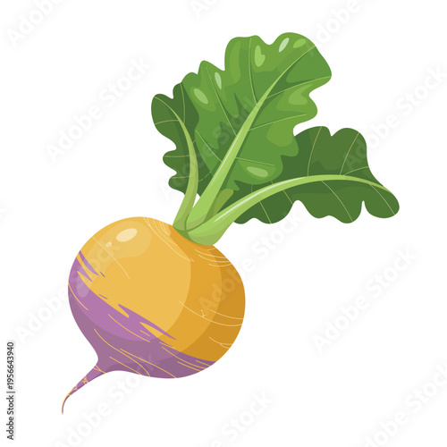 Beet Root Vegetable with Leaves Vector Illustration