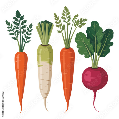 Fresh assortment of carrots and vegetables isolated on white background