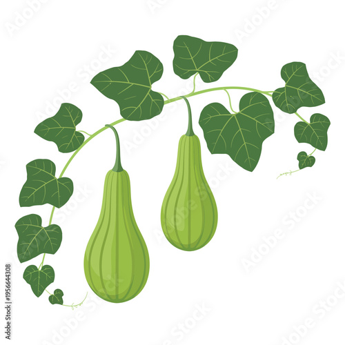 Vector illustration of pumpkin cucumber and green plant with leaves and vegetables on white background