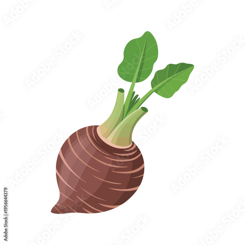 Green onion plant sprouting in a pot isolated on white background with fresh organic leaves