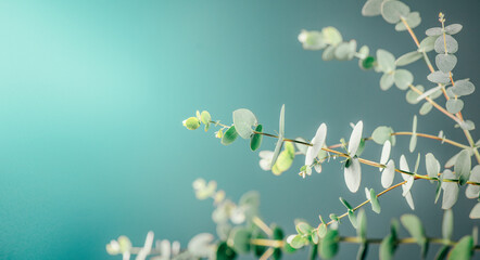 Eucalyptus plant leaves border design. Fresh Eucalyptus close up, on green background. Essential oil, aromatherapy. Medical plant. Aromatherapy 