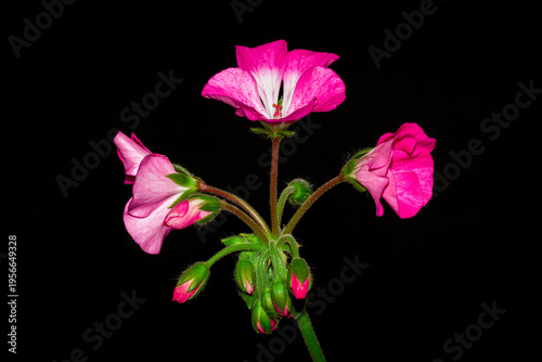 A cultivar of Pelargonium (Geraniaceae fam.)