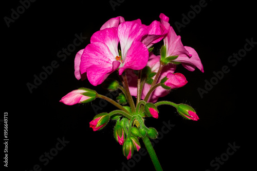 A cultivar of Pelargonium (Geraniaceae fam.)