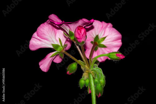 A cultivar of Pelargonium (Geraniaceae fam.)