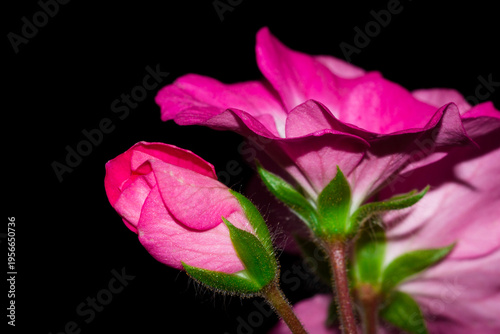 A cultivar of Pelargonium (Geraniaceae fam.)