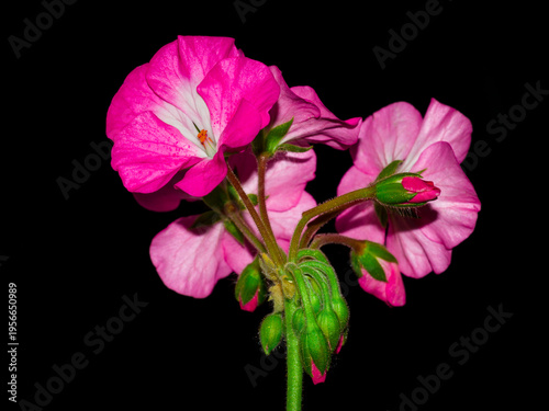 A cultivar of Pelargonium (Geraniaceae fam.)