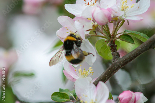 Macro of a bumblebee collecting pollen on delicate pink and white apple blossom flowers in spring garden, with soft bokeh and copy space.