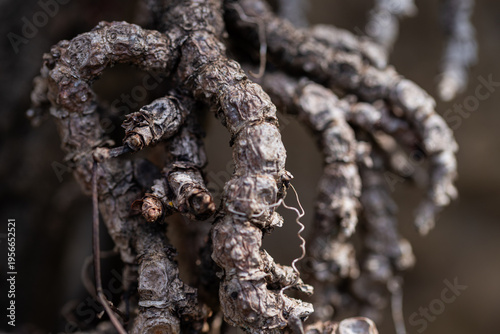 Entwined Elegance: Detailed Vine Branches with Soft Focus Background