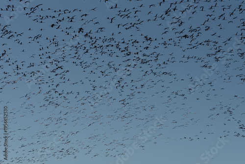 Azure Majesty: Grand Flamingo Flight Across Blue Sky