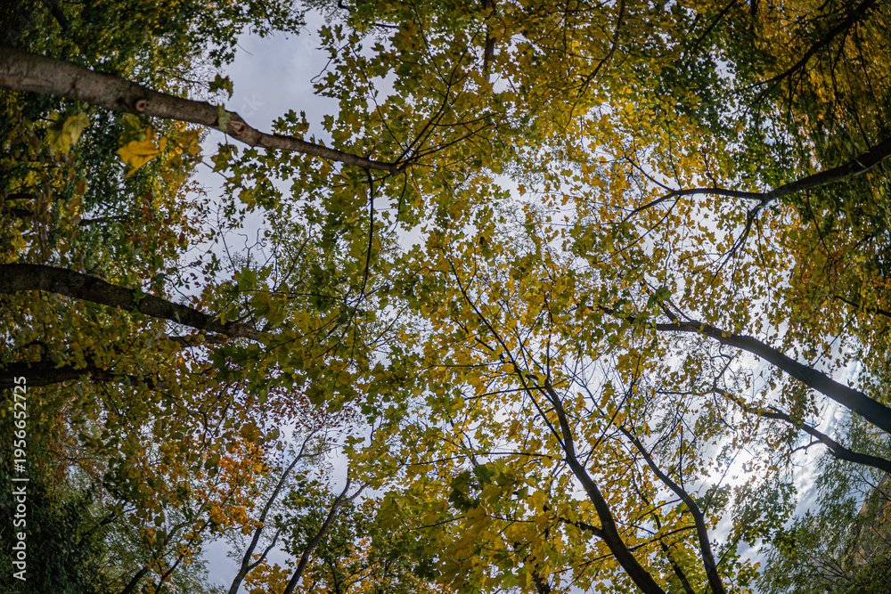 Fototapeta premium A high-angle shot of a vibrant forest canopy, with reds, yellows, and greens Sky peeks through, softening the vivid foliage Detailed, textured leaves, no human-made structures or objects Realistic