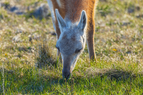 Close up of the head of a grazing Guanaco (Lama guanicoe), Patagonia Chile
