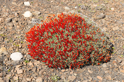 Spring in Patagonia; Close up of a 'cushion' of flowering Guanaco bush (Anarthrophyllum desideratum) with bright red flowers, Torres del Paine National Park Chile