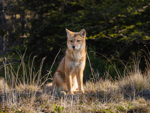 Close up of an Andean fox (Lycalopex culpaeus)