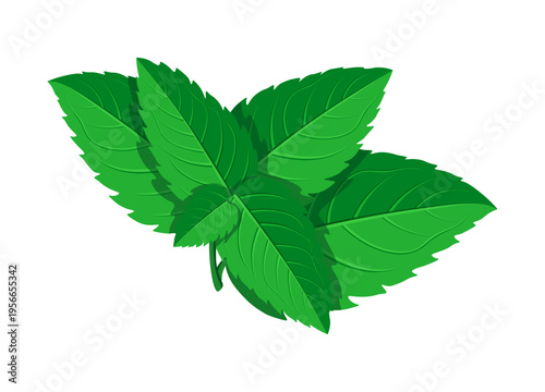 Mint in cartoon style. Vector illustration of a sprig of mint, leaves large, small isolated on a white background. Medicinal plants. Useful vitamin herbs. Cosmetology. Cooking.