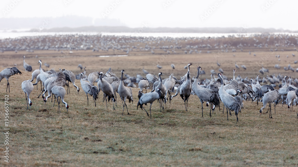 Naklejka premium Spring energy of interaction with grey cranes, movement, open field and group dynamics at Hornborgasjon sea in Sweden, wildlife behavior and seasonal activity