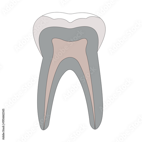 Detailed dental diagram illustrating enamel, dentin, pulp chamber, root canals