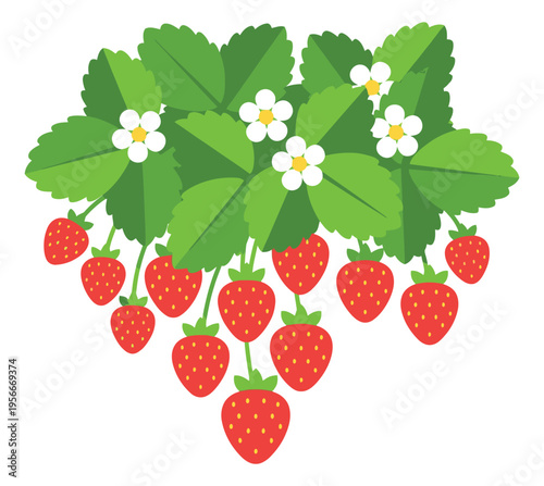 Flat illustration of strawberry plant with flowers and ripe fruit depicting harvest for agriculture and gardening design