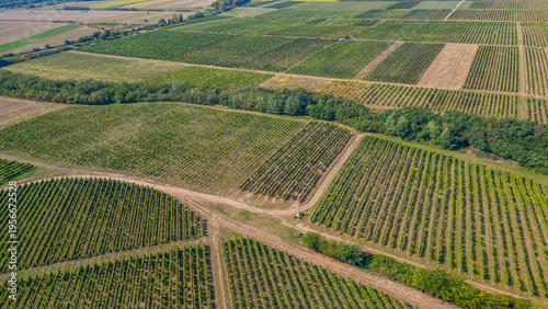 Fotografie Panorama view of vineyards at Tokaj region of Hungary