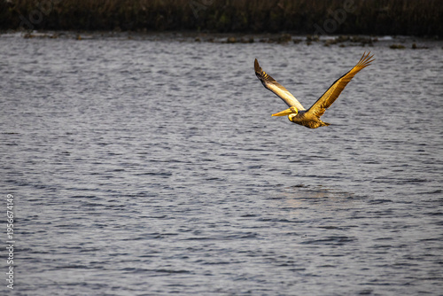 Pelican Flying over Water