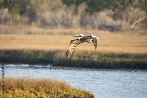 Pelican Flying over Marsh