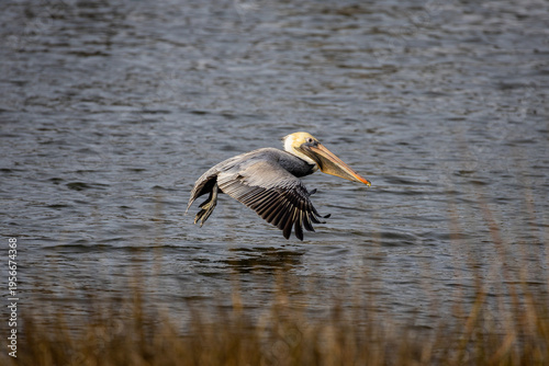 Pelican Flying Low above Water