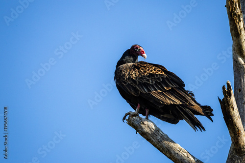 Turkey Vulture Perched