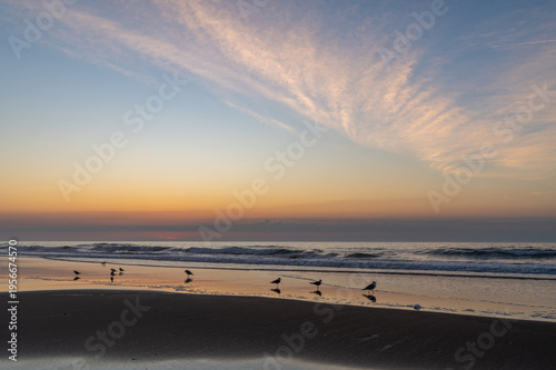 Birds on Beach in Early Morning