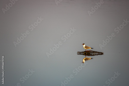 Laughing Gull Sitting on Crab Trap Background