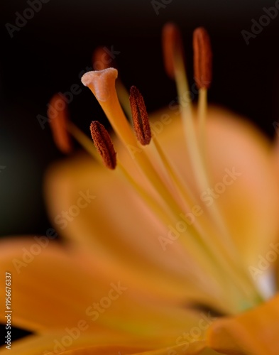 Appareil reproductif d'une fleur (pistil et étamines)