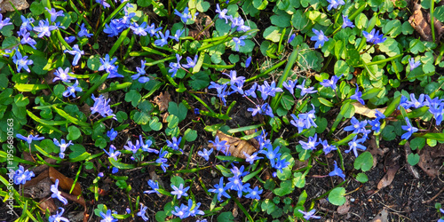 High-quality overhead shot of vibrant blue spring flowers and green grass. Perfect as a natural background for seasonal design and advertising.