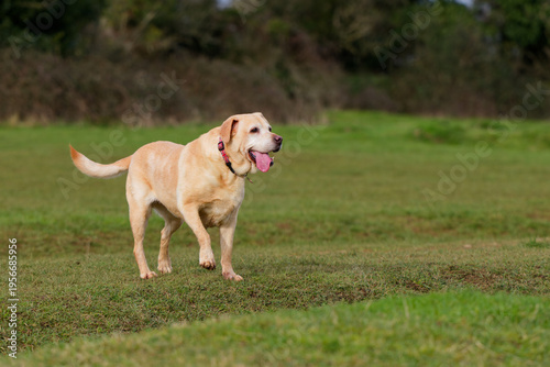 Photography Old Labrador stood with tongue hanging out and tail wagging