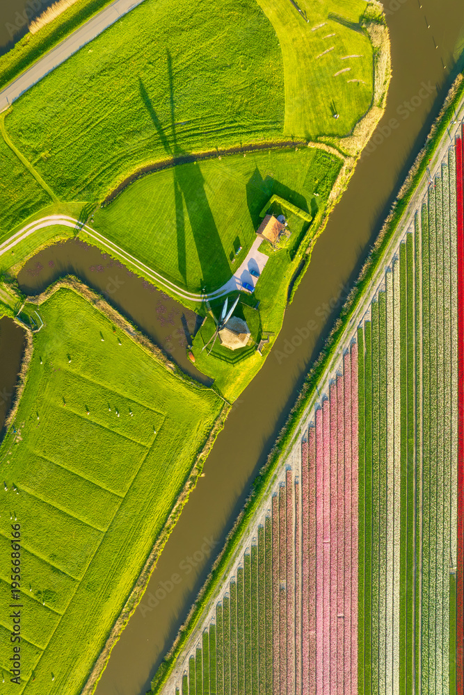 Obraz premium Aerial view of vibrant tulip fields in the Netherlands at sunrise. Vertical photo. Traditional Dutch windmill stands by a calm canal. Symmetrical rows of colorful flowers.