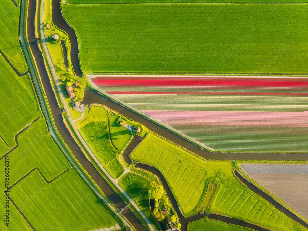 Fototapeta premium Aerial view of tulip fields in the Netherlands at sunset. Nature. Traditional Dutch windmill stands by a calm canal. Symmetrical rows of colorful flowers creating a stunning geometric pattern.