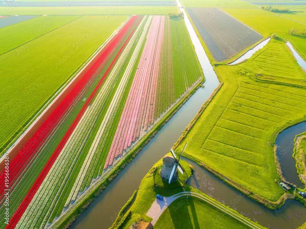 Fototapeta premium Aerial view of Dutch countryside with blooming tulip fields, traditional windmill and water canals at sunset. Scenic agriculture landscape in Netherlands under golden sky. Rural nature from above.
