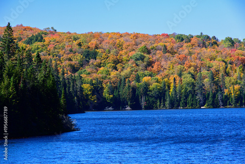 Cuadro en lienzo Dense forest blanket covers hillside overlooking Rack Lake, showcasing patchwork