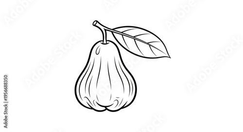 Drawing of a Pear Fruit.