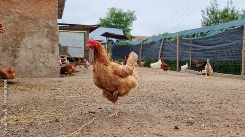 Hens on a traditional rural barnyard in eco farm. Free range poultry farming in countryside, 4K