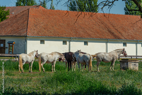 Obraz na plátně Lipizzan horses at Szabadkigyos village in Hungary