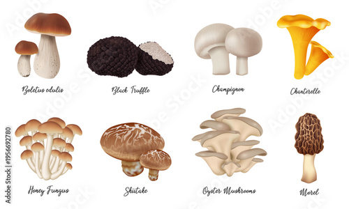 Set of different mushrooms including Boletus, Champignon, Black Truffle, Chanterelle and more. Realistic vector illustration isolated on transparent background for food, cooking, and nature design