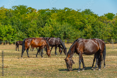 Фотография Nonius horses at Matai Menes stud farm at Hortobagy national par