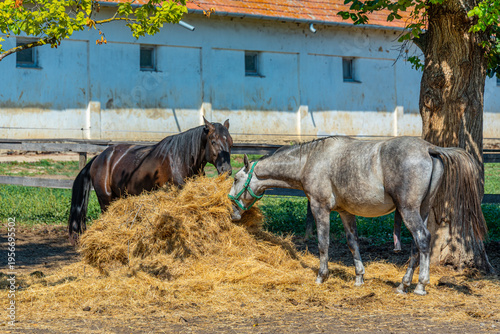 Fotografie Lipizzan horses at Szabadkigyos village in Hungary