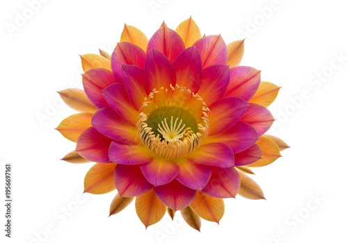 Vibrant Red Lotus Flower in Stunning Light, Close Up Shot