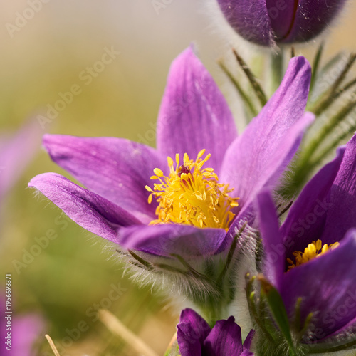 Küchenschelle, Kuhschelle, Pulsatilla vulgaris